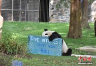 旅美大熊猫“宝力”迎来五周岁生日