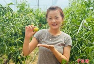（走进中国乡村）黄河岸边“甜蜜产业”兴乡村 大荔冬枣热销海内外