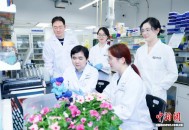中外科研机构联合破解抗癌药合成瓶颈 长春质碱产量提升近千倍